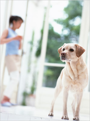 健康な犬のイメージ